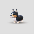 Corgi Real